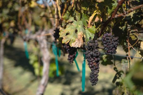 Почему сохнет виноград: вот самые распространенные причины